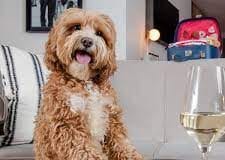 Welsh dog owners saved by pets through pandemic: Hilton launches new dog menu