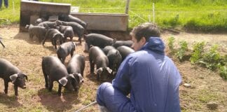 EXTRA BOOST FOR WELSH PIG KEEPERS