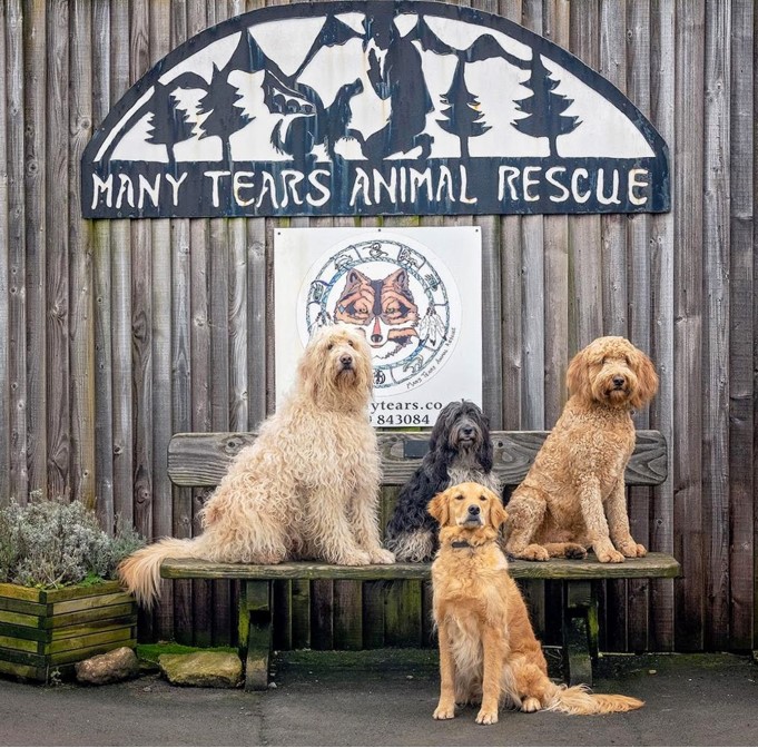 Many Tears Animal Rescue Many Tears Animal Rescue