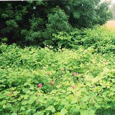 Knotweed-1