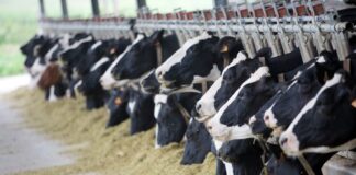 FUW Raises Concerns About Changes To Livestock Movement Rules