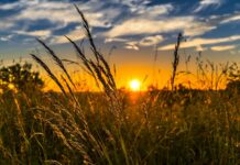 Farmers Risk Losses Due To Iceberg Diseases, Warns WVSC