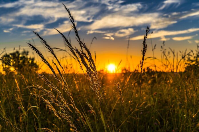 farm-wheat-field