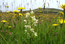 Discover meadows on your doorstep on Pembrokeshire Open Meadows Day