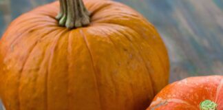 Nutritionist reveals top ways to try pumpkin for Halloween health-kick