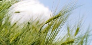 Russia threatens global food security by the Grain Deal halt – Expert Comments