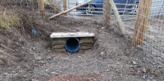 Underground pipe provides safe passage for otters under the A484