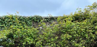 Aberglasney Gardens to feature in Garddio a Mwy on S4C & BBC iPlayer