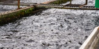 Trout Farm Recommended For Refusal Again