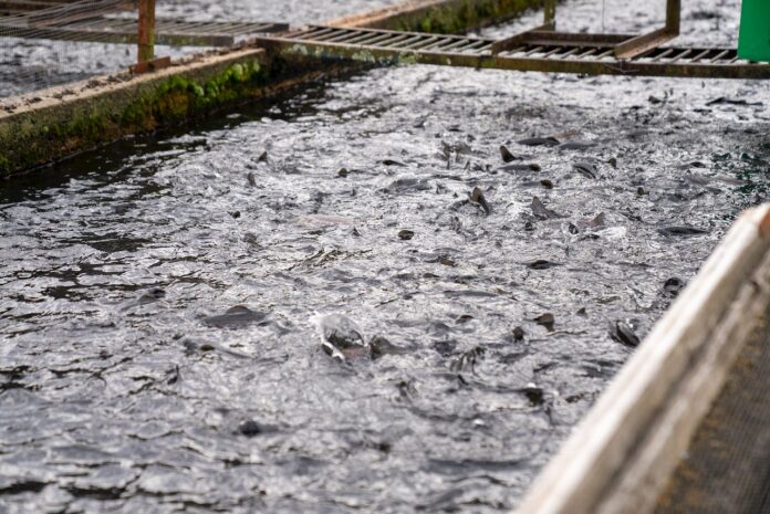 trout-farm