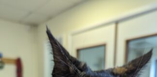 RSPCA Cymru issue appeal after cat and two kittens abandoned – Swansea & Treharris