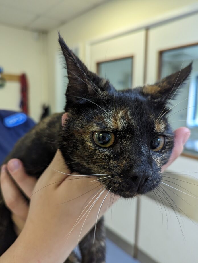 Swansea cat abandoned pic2