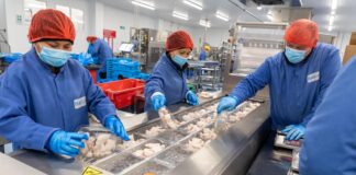 Guidance published to help seafood employers navigate visa process for hiring labour from outside the UK