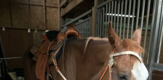 Horse Boots: An Essential Tool in Every Rider’s Arsenal