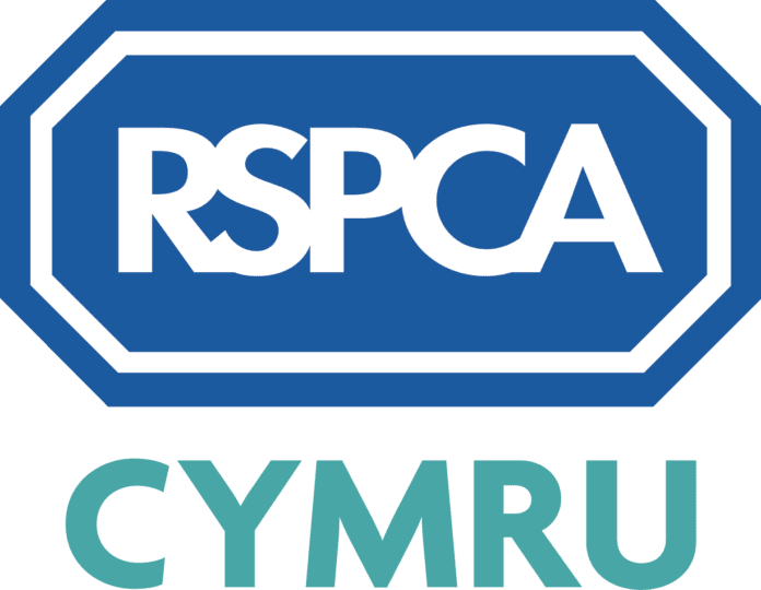 rspcacymru_logo_stacked_cmyk-2