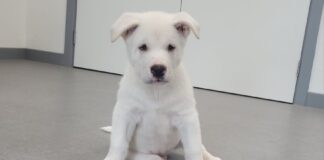 Humpty and Dumpty: Two cracking Akita pups looking for their forever home