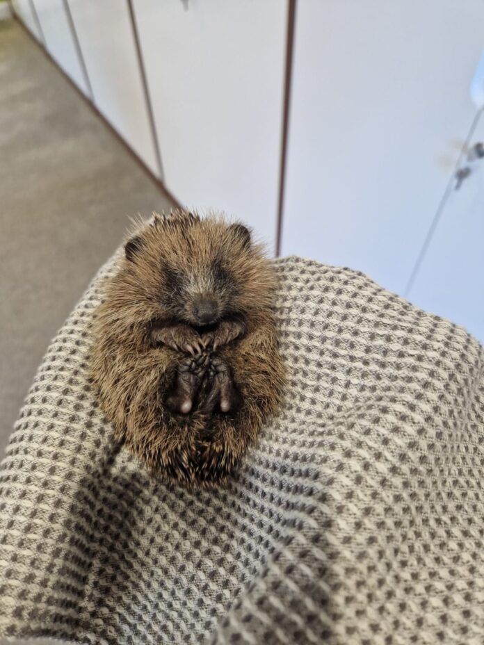 Baby hedgehog rescued from Barratt show home garden this week