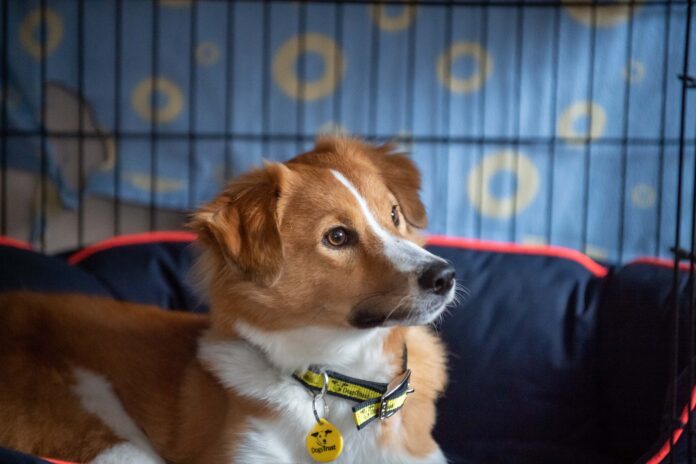 Nevile - Dogs Trust