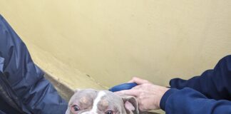 Dog abandoned at gates at RSPCA Newport Animal Centre as incidents rise