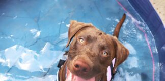 Even early summer temperatures can cause heat stroke, Dogs Trust warns owners in Wales