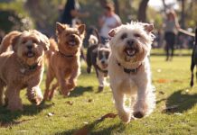 Hope Rescue’s Barking Mad Dog Show returns to Llancaiach Fawr