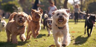 Hope Rescue’s Barking Mad Dog Show returns to Llancaiach Fawr