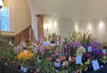Aberglasney Food & Music Fair combines with Welsh Orchid Festival this September