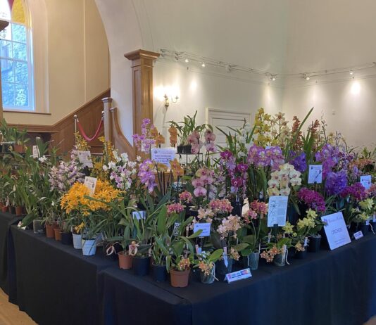 Aberglasney Food & Music Fair combines with Welsh Orchid Festival this September