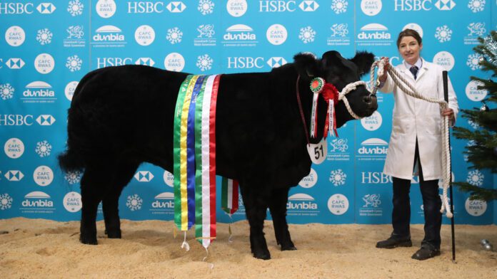 Winter fair supreme cattle champion