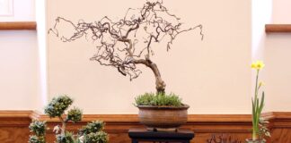 Aberglasney set to host Dragon Bonsai Autumn Show