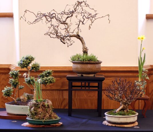 Aberglasney set to host Dragon Bonsai Autumn Show