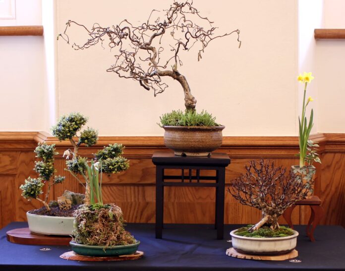 Dragon Bonsai Club 1