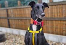 ‘Please come along and visit!’ says Dogs Trust as it searches for more adopters in Wales in 2025