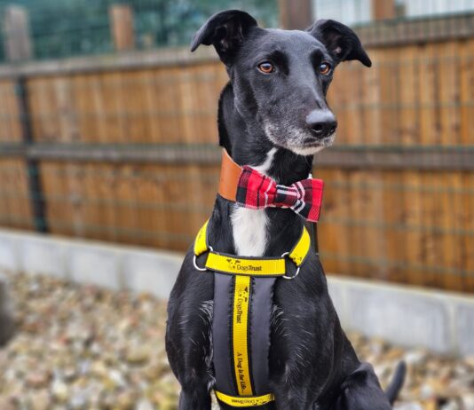‘Please come along and visit!’ says Dogs Trust as it searches for more adopters in Wales in 2025