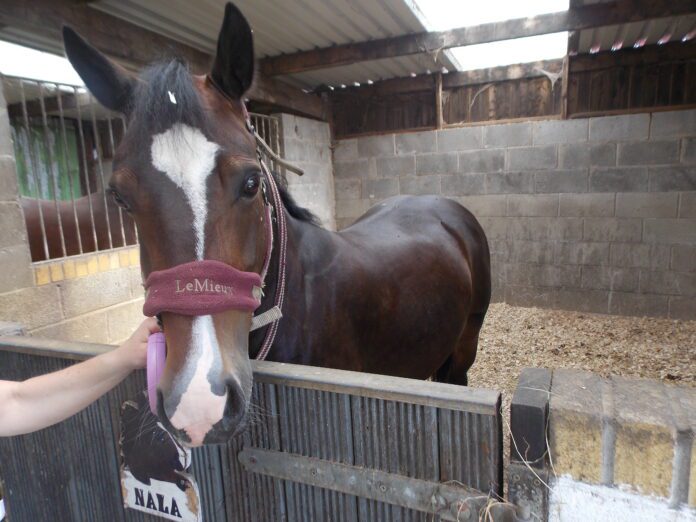 Bay mare named Nala(5)