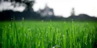 The Science Behind Soil Compaction: Why Your Lawn Isn’t Thriving