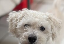 Will it be a happy Howl-o-ween for this trio after waiting 421 days for a home?