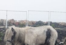 RSPCA Cymru appeal for owner of pony found in thin and poor condition in Cardiff
