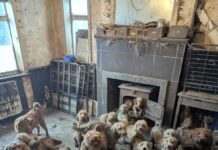 RSPCA rescues thousands in large-scale animal incidents as centres over capacity