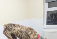RSPCA seeks information about ‘skin and bones’ lurcher found in Merthyr backyard