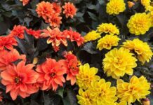 Your Summer Garden Starts Now