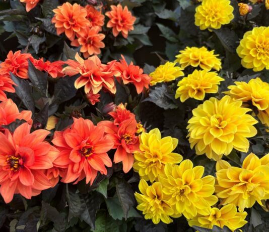 Your Summer Garden Starts Now