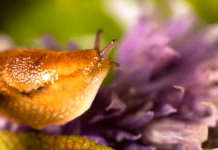 Beat The Bugs Naturally With British Garden Centres’ Guide To Pest-Free Planting This Summer