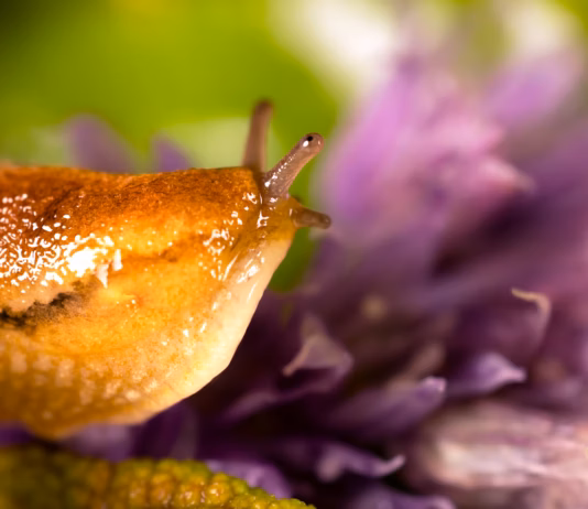 Beat The Bugs Naturally With British Garden Centres’ Guide To Pest-Free Planting This Summer